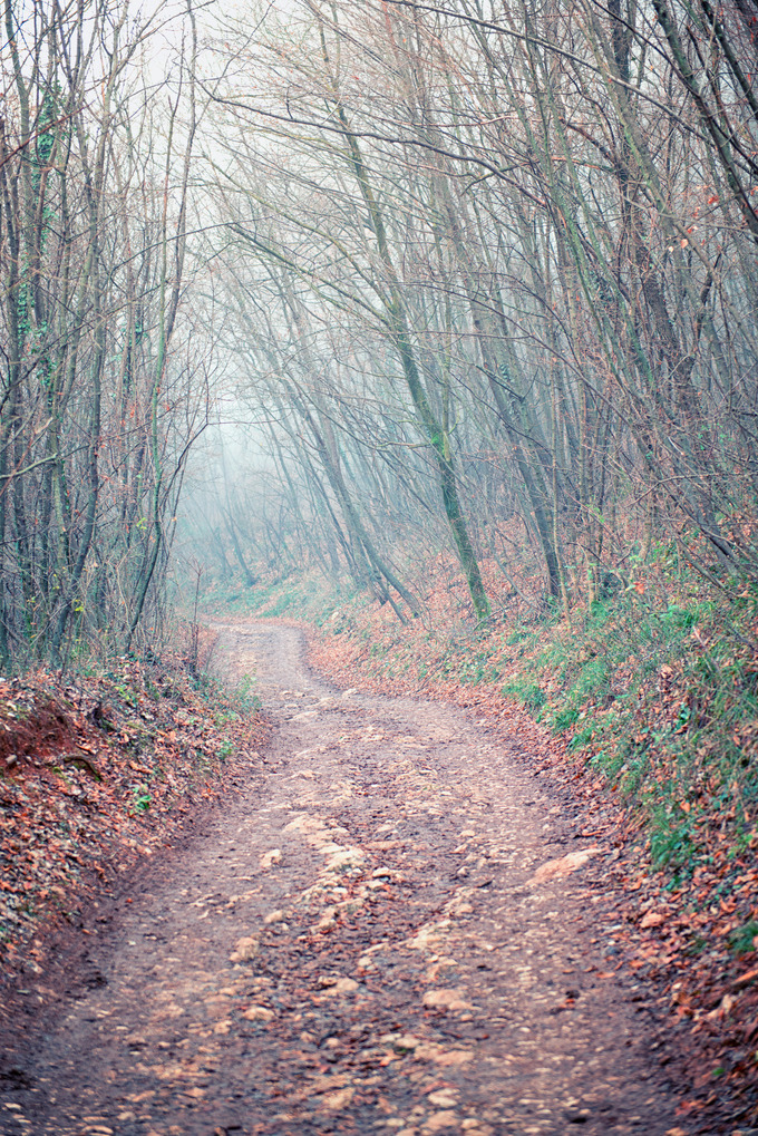  Path  in misty  forest  Nature Photos on Creative Market
