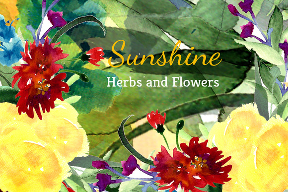 ¡í38 Sunshine Herbs And Flowers ¡í38 Sunshine Herbs And Flowers