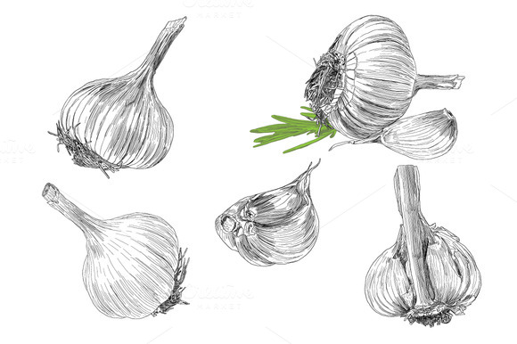 Hand Drawn Illustrations Of Garlic Hand Drawn Illustrations Of Garlic
