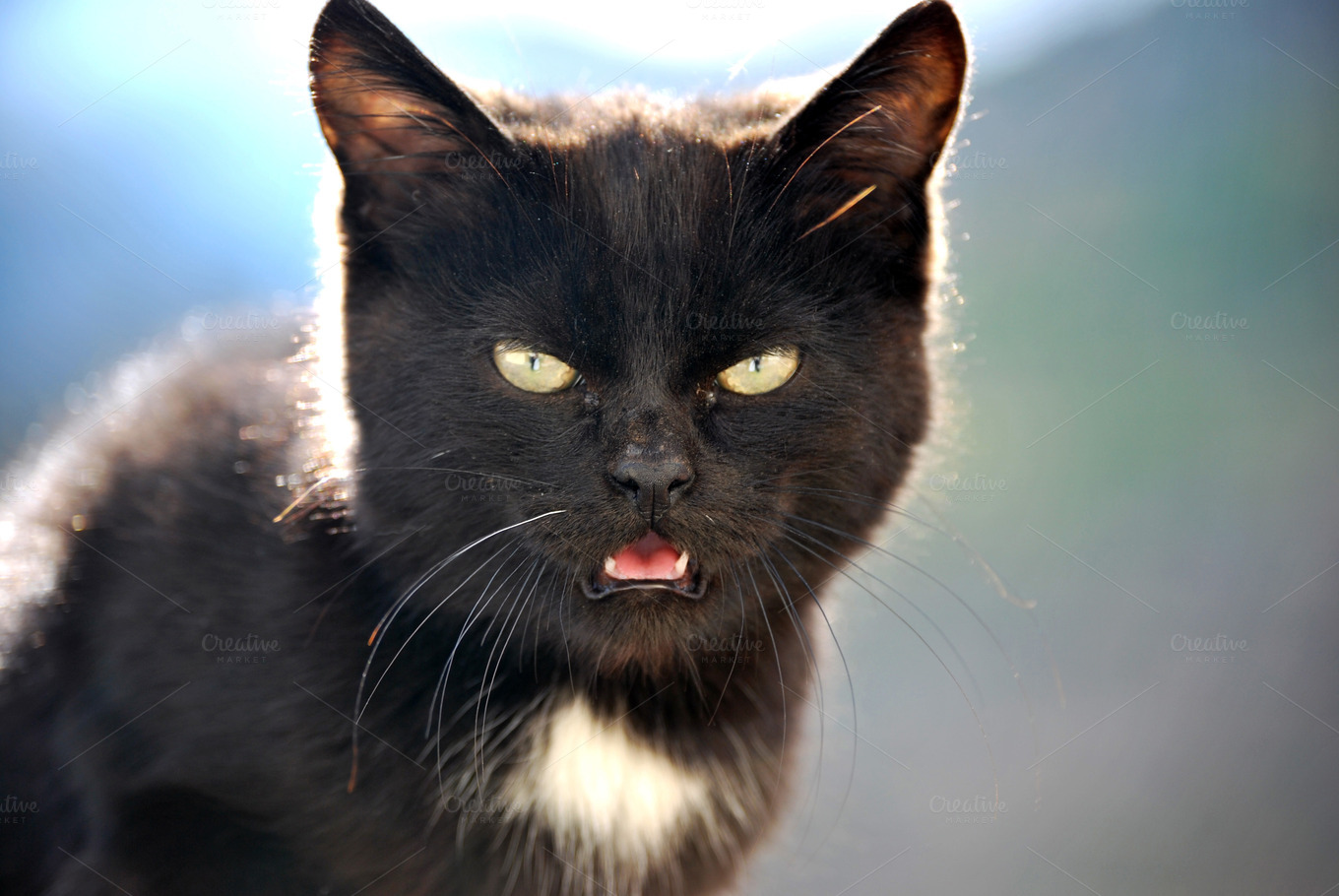  black cat face  Animal Photos on Creative Market