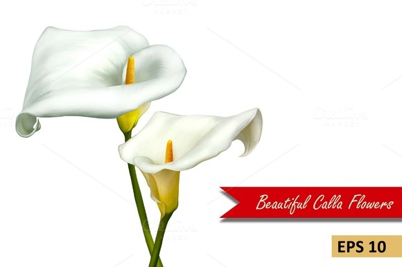 White Calla Lily Flowers Vector