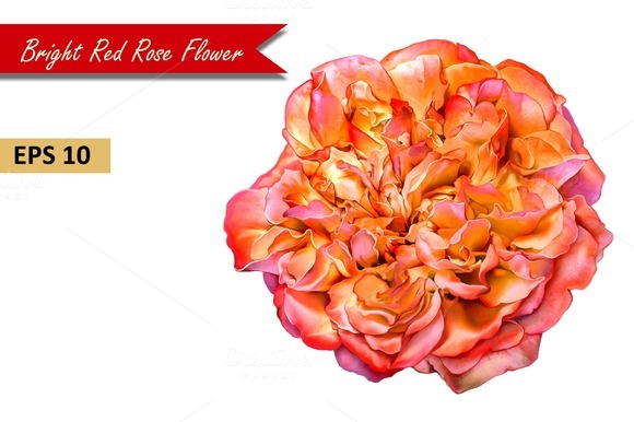 Red Rose Flower Vector