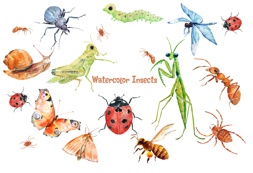 Watercolor Insects And Spider ~ Illustrations On Creative Market