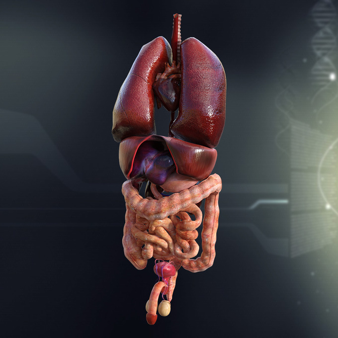 Human Male Internal Organs Anatomy - 3D ANIMATION