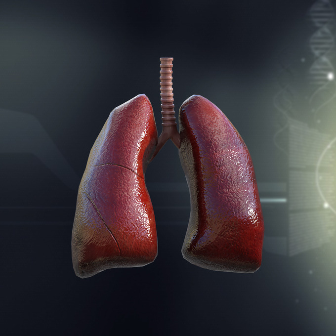 Human Lungs Anatomy - 3D ANIMATION