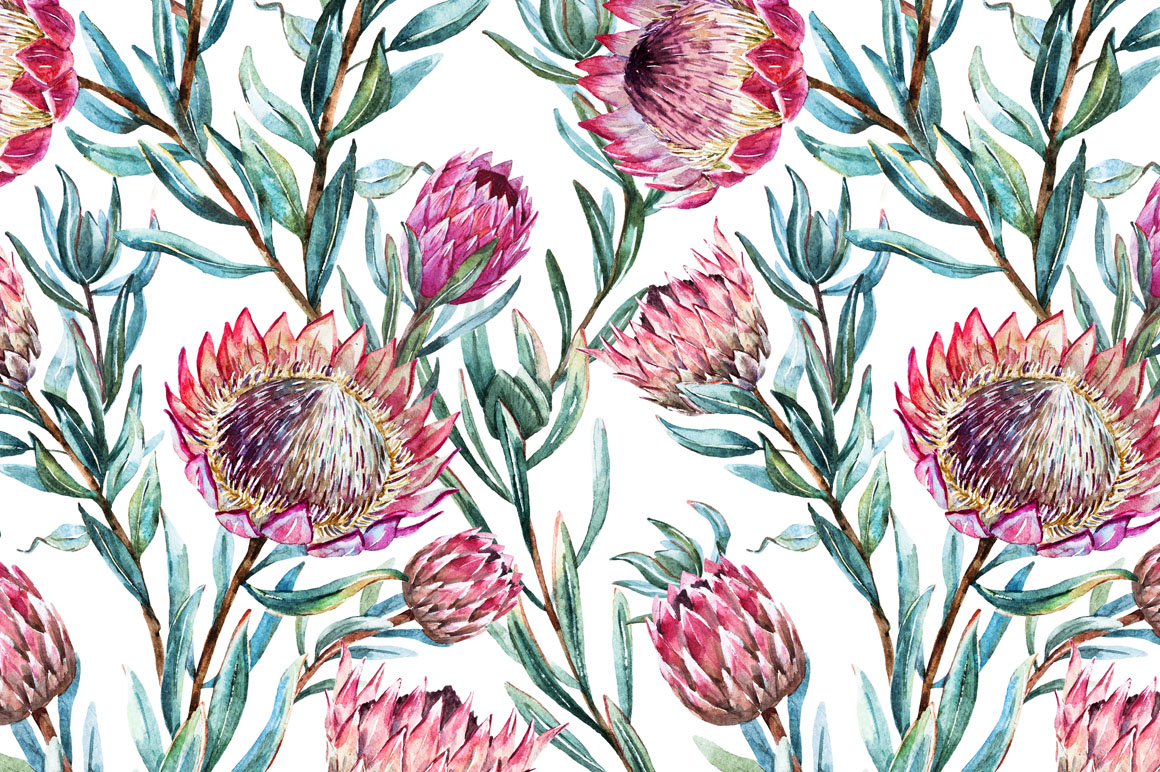 Watercolor Flower Protea ~ Illustrations on Creative Market