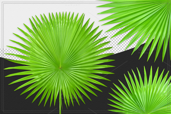Palm Leaves Isolated