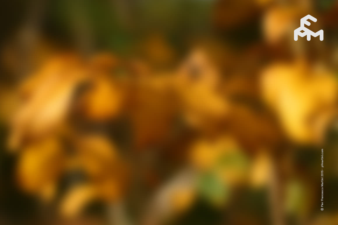 20 Autumn Blurred Backgrounds ~ Textures on Creative Market