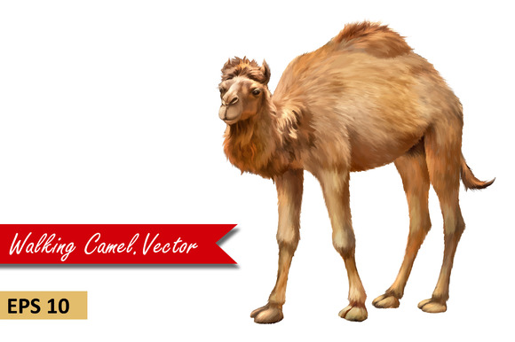 Domestic Camel Vector