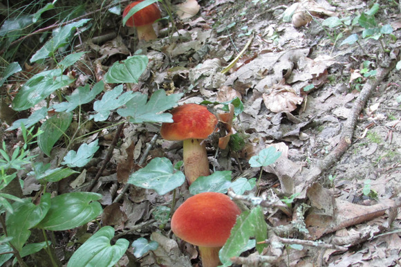 Crazy Mushrooms Bundle Crazy Mushrooms Bundle