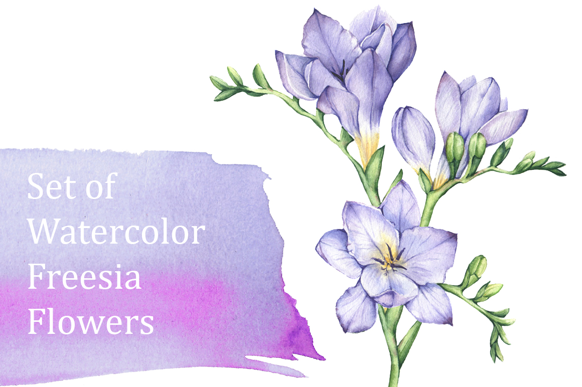 Set of Watercolor Freesia Flowers ~ Illustrations on Creative Market