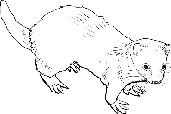  Drawing of ferret Illustrations on Creative Market