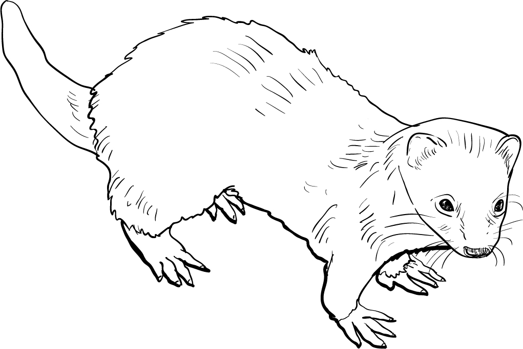 Drawing of ferret ~ Illustrations on Creative Market