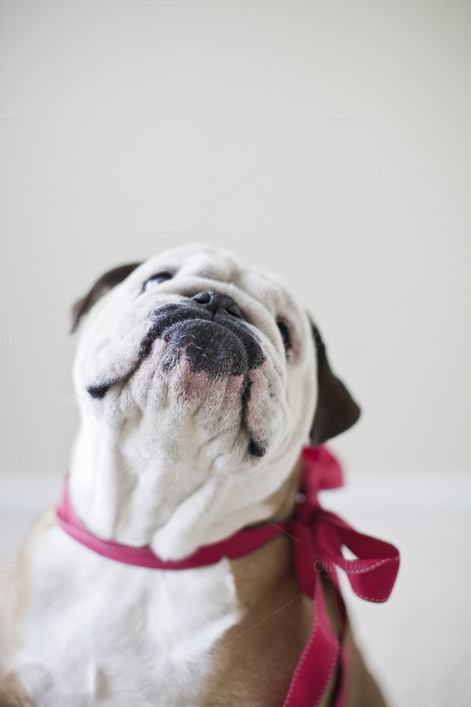 Bulldog in a Bow Animal Photos on Creative Market