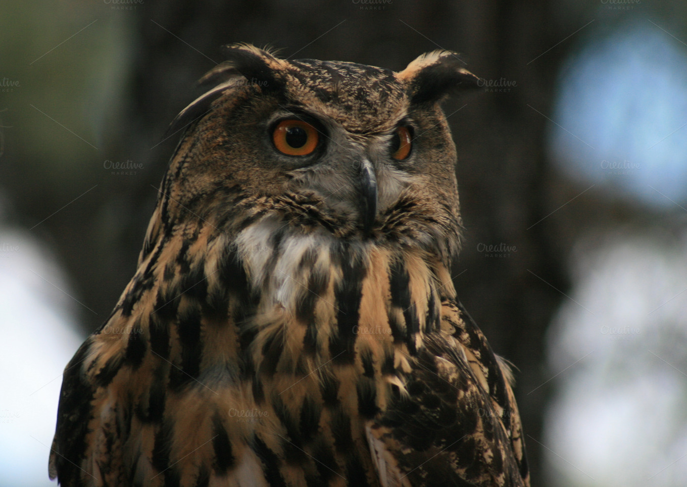 Owl Front View ~ Animal Photos on Creative Market