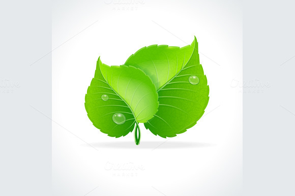 Glossy Green Detailed Leaves Vector Glossy Green Detailed Leaves Vector