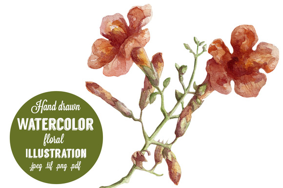 Watercolor Red Flower Hand Drawn Watercolor Red Flower Hand Drawn