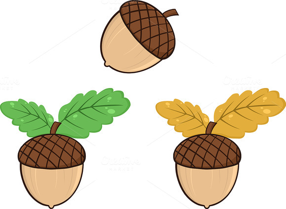 Acorn With Oak Leaves Collection