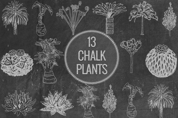 Chalk Plants Chalk Plants