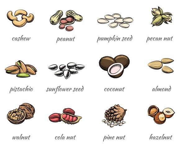 Vector Nuts Icons