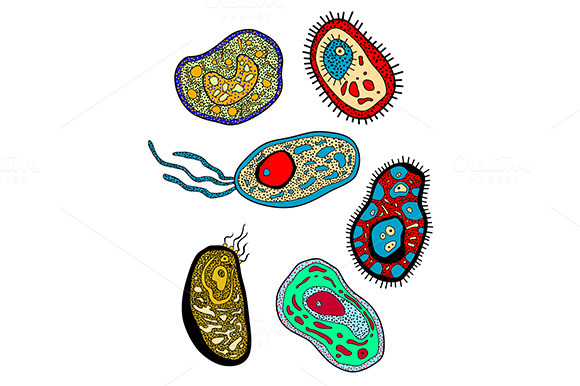 Amebas Amoebas Microbes And Germs