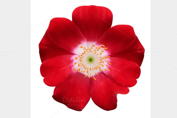 Set Of Flowers Photo-realistic Set Of Flowers Photo-realistic