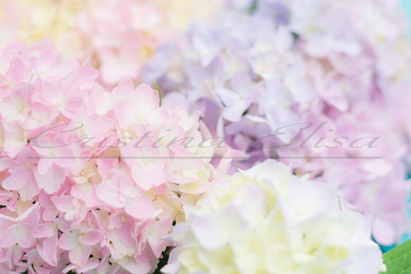 Flower Styled Stock Photography