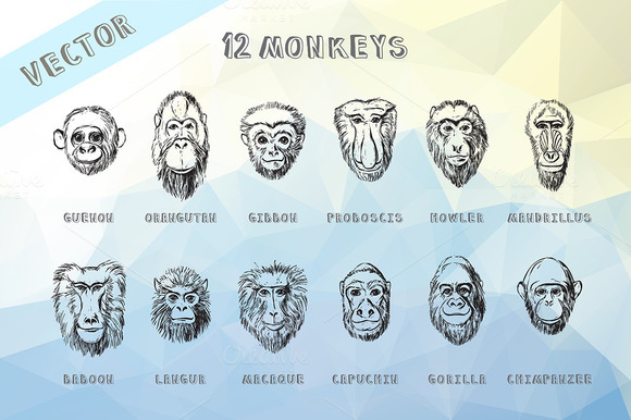 Monkey Vector Hand Drawn Portraits Monkey Vector Hand Drawn Portraits