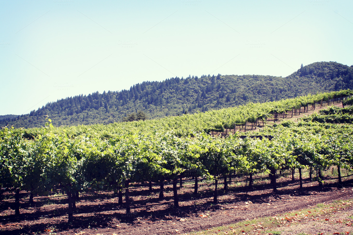Vineyard Hills, Napa Valley Nature Photos on Creative Market