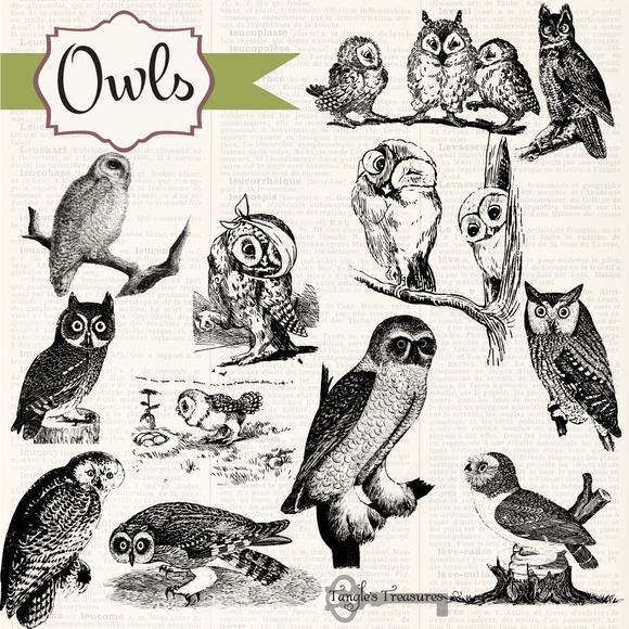 Vintage Owl Pictures 107