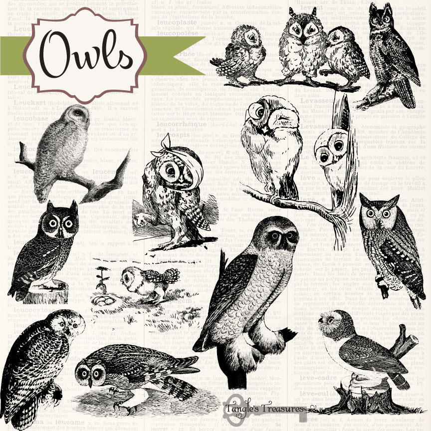 Owl Vintage 65