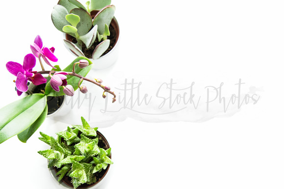 #266 PLSP Styled Desktop Stock Photo #266 PLSP Styled Desktop Stock Photo