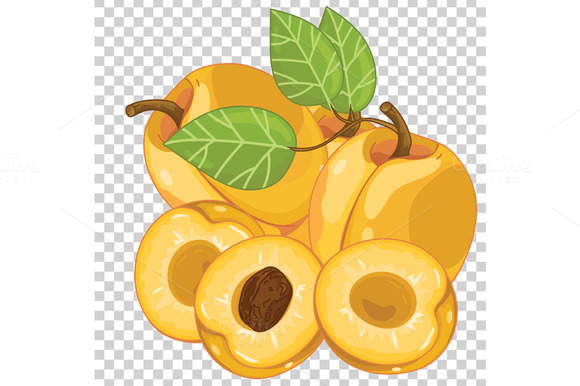 Apricot Isolated Vector