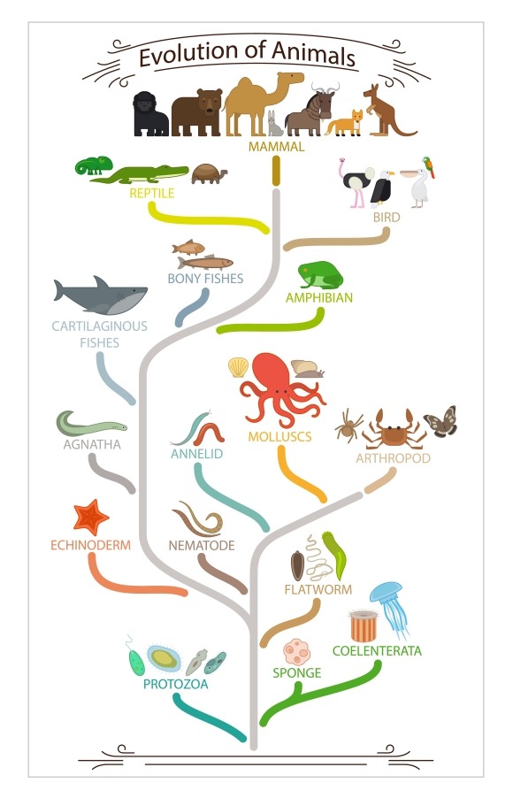 Biological Evolution Animals Scheme Biological Evolution Animals Scheme