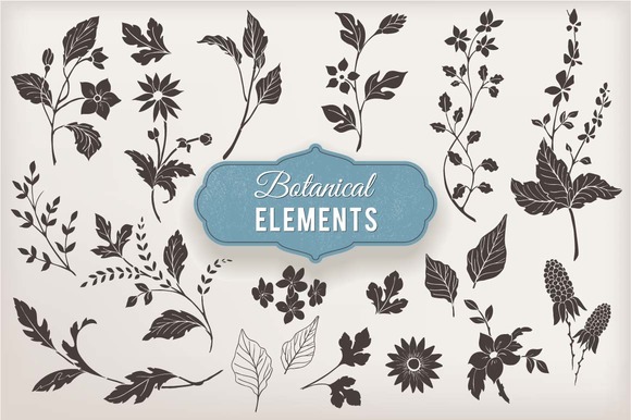 Hand Drawn Botanical Vector Elements Hand Drawn Botanical Vector Elements