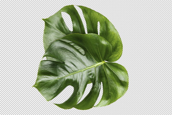 Monstera Isolated Leaves