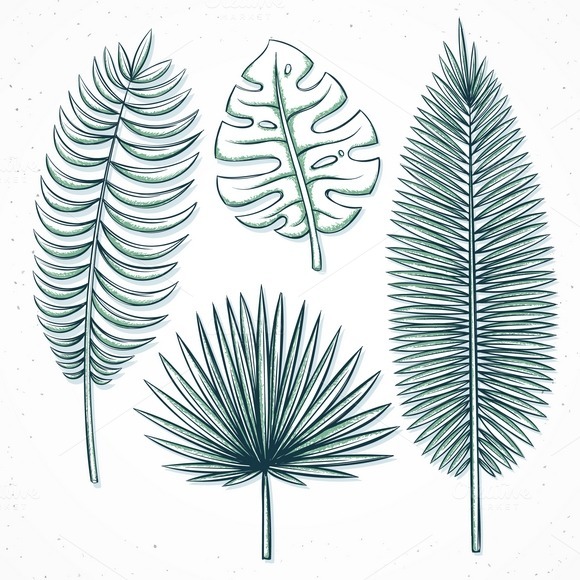 Oil Palm Leaf Sampling » Designtube - Creative Design Content