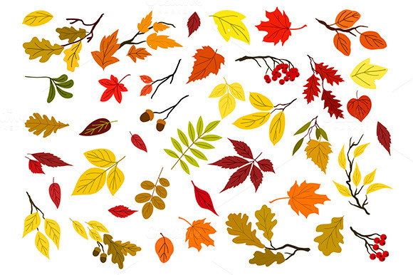Autumn Leaves Acorns Berries Autumn Leaves Acorns Berries