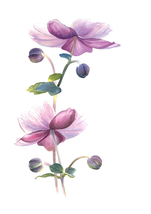 Watercolour Flowers