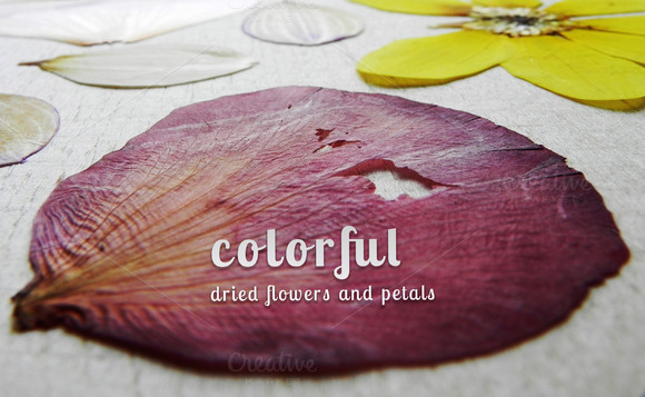 Colorful Dried Flowers And Petals Colorful Dried Flowers And Petals