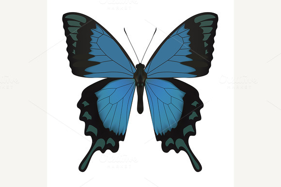 Butterfly Isolated On White Butterfly Isolated On White