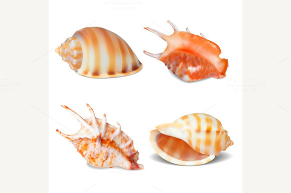 Set Of Seashell
