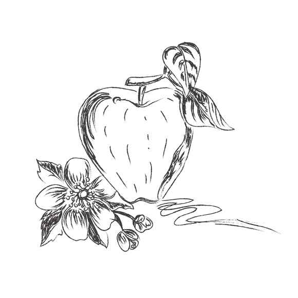 Apple Vector Illustration Sketch Apple Vector Illustration Sketch