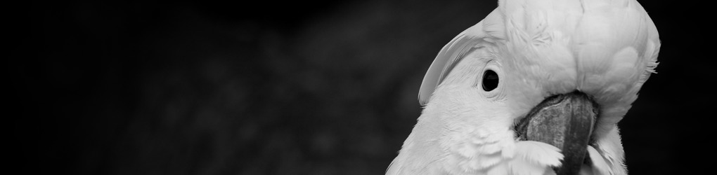 Sunshine Inspired Designs