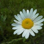 avtar