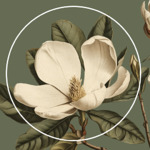 AI Crafted Magnolia