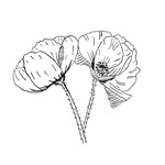 Poppy Lane Studio