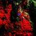 Manis recycle abstract