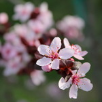 avtar