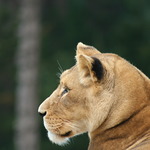 avtar